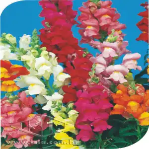 FLOR BOCA-DE-LEAO ANA SORT. ANTIRRHINUM SP 10 ENV.0,3 GR RO