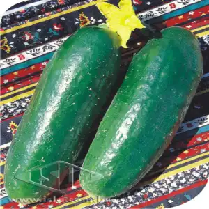 PEPINO SALADA VERDE COMPRIDO SP 10 UN 10 GR