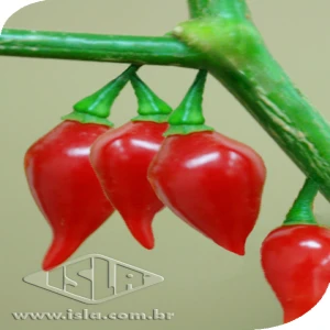 PIMENTA BRS MOEMA BIQUINHO SP 10 UN 1 GR