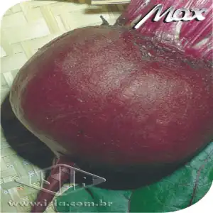 BETERRABA ITAPUA 202  10 UN 10 GR