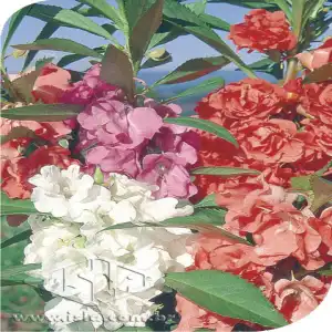 FLOR BALSAMINA DOBRADA SORTIDA 20 ENV DE 1 GR