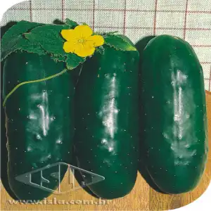 PEPINO AODAI MELHORADO MT 20 ENV. 5 GR