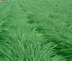 SEMENTE DE UROCHLOA HUMIDICOLA 