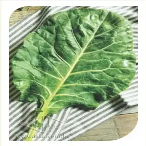 COUVE TRONCHUDA MT 20 ENV. 1,6 GR