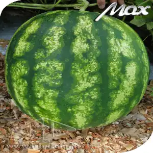 MELANCIA HIB COMBAT TIPO CRIMSON ENV 1000 SEM