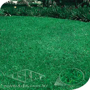 GRAMA BERMUDA (FOLHA FINA) P1E ALUM 500GR