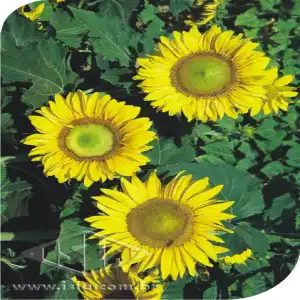 FLOR GIRASSOL ANAO DE JARDIM SP 10 UN 2,4 GR