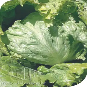 ALFACE HANSON REPOLHUDA SP 10 UN 8,50 GR