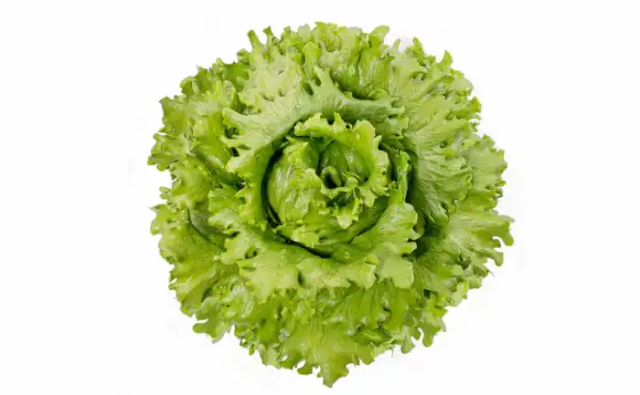 ALFACE AMERICANA TIETA(PELET. STAND-UP 25.000 SEM.)