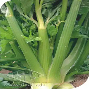 AIPO SALSAO TROCHUDO SP 10 UN 3 GR