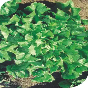 CHICORIA ESCAROLA LISA SP 10 UN 10 GR