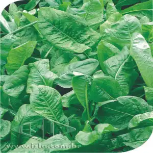 ALMEIRAO AMARELO FOLHA LARGA (RADICHE) SP 10 UN 10 GR