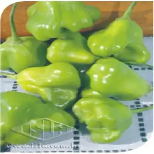 PIMENTA CHAPEU DE BISPO CAMBUCI MT 20 ENV X 0,8 GR