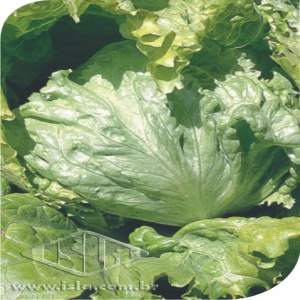 ALFACE HANSON REPOLHUDA MT 20 ENV. 1,90 GR R