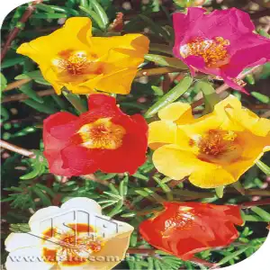 FLOR PORTULACA ONZE HORAS SINGELA SORT 20 ENV. 0,3 GR MT R