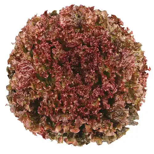 ALFACE SCARLET CRESPA ROXA SP-SDA 10 UN 2,5 G