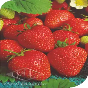 MORANGO SENSACAO SP 10 ENV. 0,05 GR