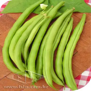 FEIJAO MACARRAO TREPADOR MT 20 ENV. 4,6 GR ZZ