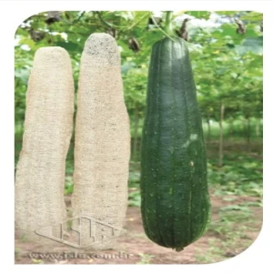 BUCHA ESPONJA VEGETAL MT 20 ENV 2,5 GR