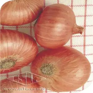 CEBOLA RED CREOLA ROXA MT 20 ENV. 1 GR