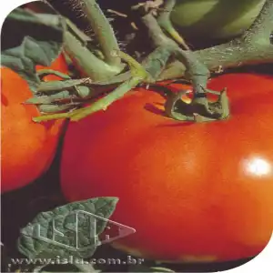 TOMATE SUPER MARMANDE GAUCHO 10 UN 3 GR