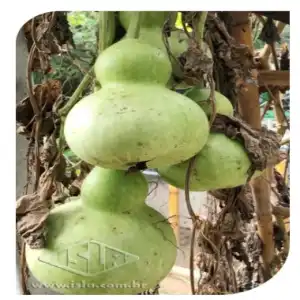 PORONGO CAMPERO MT 20 ENV. 3 GR