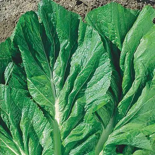 MOSTARDA LISA LATA 100G (PRO)