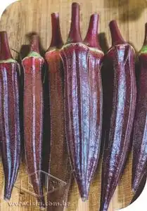 QUIABO CARCARA  SP 10 UN 3 GR