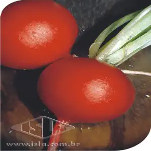 RABANETE SAXA VERMELHO SP 10 UN 10 GR