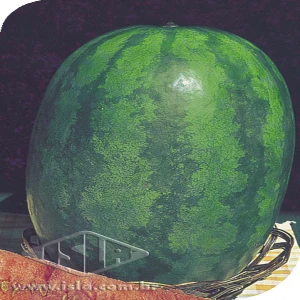 MELANCIA CONGO SP 10 UN 10 GR