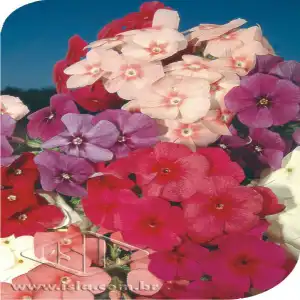 FLOR PHLOX DRUMMALTO SORTIDO 20 ENV. 0,3 GR ZZ