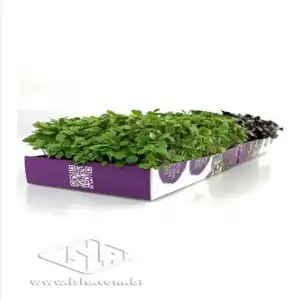 KIT MICROVERDES RUCULA E REPOLHO