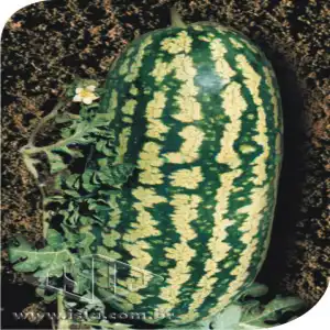 MELANCIA FAIRFAX P1E ALUM 100 GR