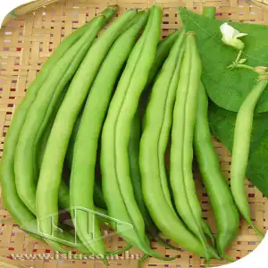 FEIJAO VAGEM MACARRAO BAIXO 10 UN 10 GR