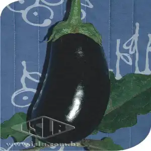BERINJELA PRETA COMPRIDA MT 20 ENV 1 GR