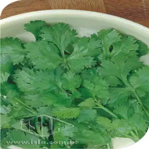 COENTRO PORTUGUES MT 20 ENV. 3 GR