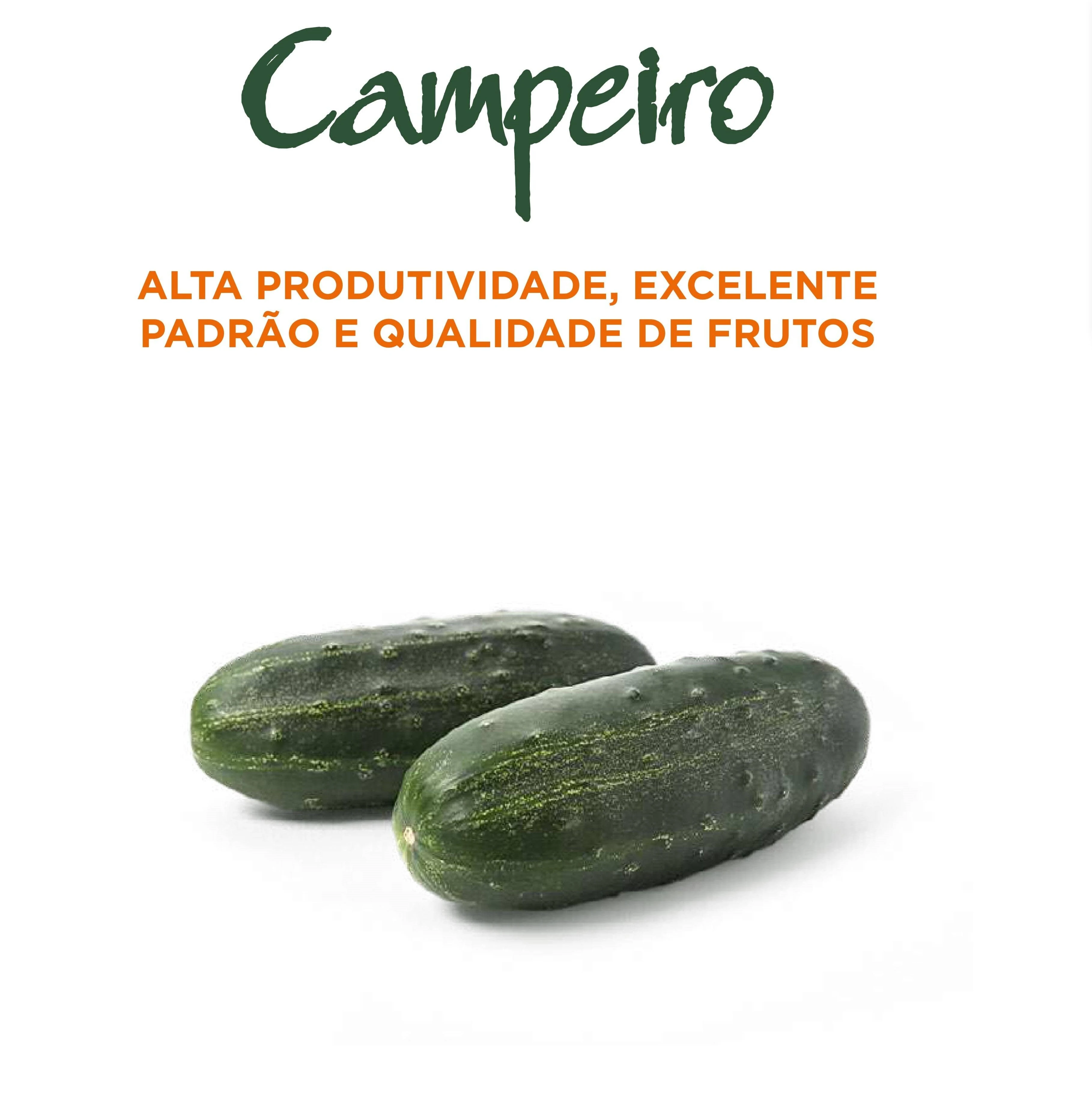 PEPINO CAIPIRA HIBRIDO CAMPEIRO (ENV.1000 SEM )
