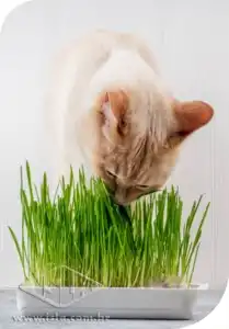 GRAMA FELIX  10 ENV. 6 GR ZZ