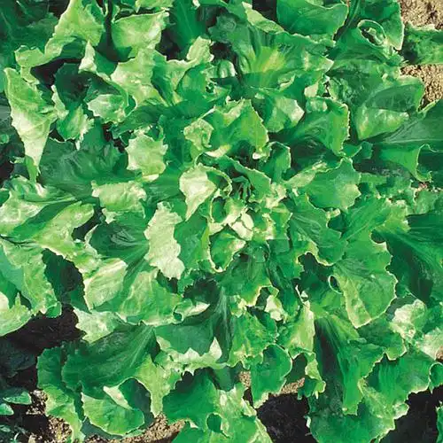 CHICORIA ESCAROLA LISA 20 ENV 2,4 GR