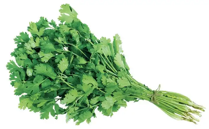 COENTRO VERDAO (STAND-UP 5 KG)