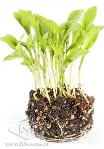 MICROVERDES COENTRO MAYA PCT ALUM 500GR (PRO)