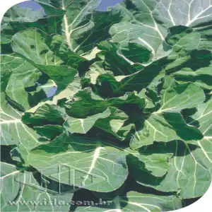 COUVE MANTEIGA DA GEORGIA PCT ALUM 500 GR (PRO)