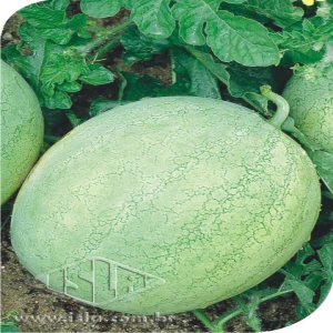 MELANCIA OMARU YAMATO MT 20 ENV. 3,5 GR ZZ
