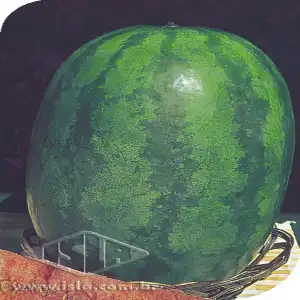 MELANCIA CONGO SP 10 UN 10 GR