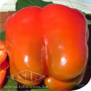 PIMENTÃO ALL BIG SP 10 UN 3 GR
