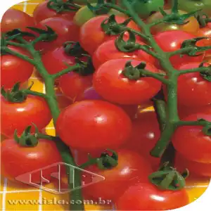 TOMATE CEREJA VERMELHO MT 20 ENV. 0,6 GR