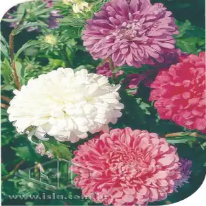 FLOR ASTER RAINHA DO MERCADO SORTIDA 20 ENV. 0,3 GR ZZ