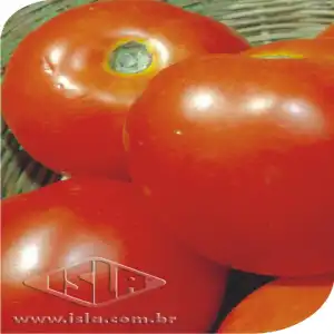 TOMATE SANTA CRUZ KADA (PAULISTA) SP 10 UN 3,5 GR