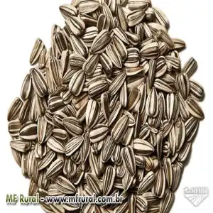 GIRASSOL EXTRA CLARO KG