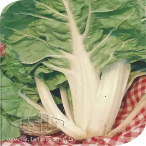 ACELGA LOURA SP 10 UN 10 GR